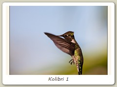 Kolibri 1